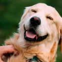 Esta es la mejor manera de calcular la edad de tu perro en años humanos, según la ciencia