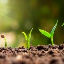 La memoria de las plantas: ¿de qué se acuerdan y por qué es vital para su supervivencia?