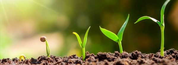 La memoria de las plantas: ¿de qué se acuerdan y por qué es vital para su supervivencia?