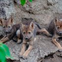 Nacen tres cachorros de lobo gris mexicano en un Museo del Desierto