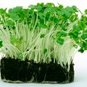 Las plantas pueden “ver” bajo la tierra