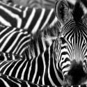 Cinco animales que podrían ayudarnos a vencer algunas enfermedades humanas