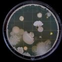Estas bacterias han sido modificadas genéticamente para encontrar explosivos bajo tierra