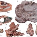 Las serpientes hace 70 millones de años tenían patas traseras y un cráneo menos flexible