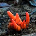 Encuentran en Australia un hongo altamente tóxico capaz de reducir el cerebro humano