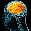 Científicos mexicanos revelan que obesidad podría formarse en el cerebro