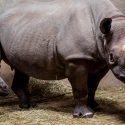 En "peligro crítico" tres especies de rinoceronte