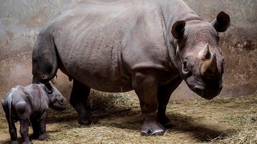 En "peligro crítico" tres especies de rinoceronte