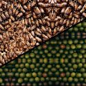 Nuestra obsesión por el aguacate es una amenaza para las abejas