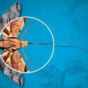 5 experimentos de Darwin que puedes hacer en casa (y que demuestran su pasión sin límites por la naturaleza)