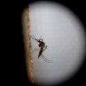 Científicos crean ‘mosquitos alterados’ para combatir dengue