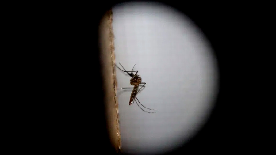 Científicos crean ‘mosquitos alterados’ para combatir dengue