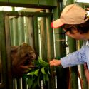 Muere el último rinoceronte de Sumatra en Malasia, le declaran extinto