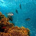 Los peces escapan al fondo del océano por el cambio climático