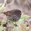 Los pinzones de Darwin siguen asustados una década después de erradicar a sus depredadores