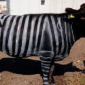 Científicos pintan vacas como cebras para disminuir hasta 50% picaduras de moscas