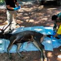 Hallan a ciervo muerto con siete kilos de plástico en el estómago