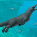 Extraordinario fósil de Perú revela cómo las ballenas con cuatro patas llegaron a Sudamérica