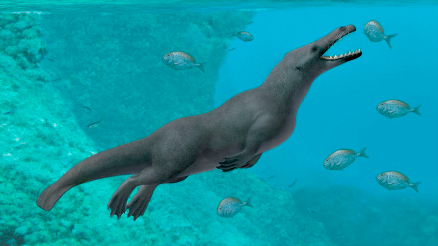 Extraordinario fósil de Perú revela cómo las ballenas con cuatro patas llegaron a Sudamérica