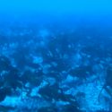 Misterioso bosque de macroalgas en Galápagos intriga a los expertos