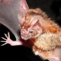 Murciélagos fluorescentes simulan cómo funciona una vacuna contra la rabia