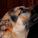 Un hombre muere después de ser lamido por su perro y contraer una infección rara