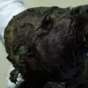 El perro o lobo congelado de 18.000 años hallado en Siberia que desconcierta a los científicos