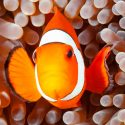 Parece que Nemo no podrá salvarse del cambio climático