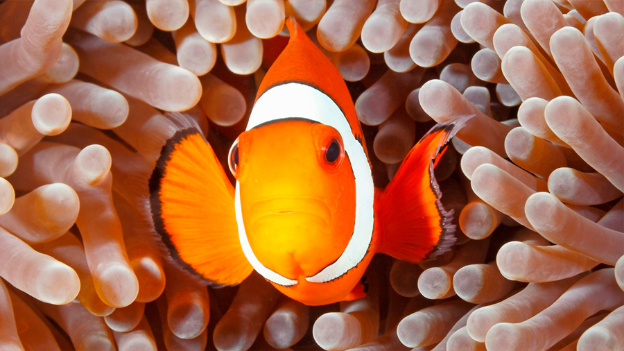 Parece que Nemo no podrá salvarse del cambio climático