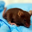 Nanoherramientas de grafeno activan células inmunitarias para la regeneración ósea en ratones