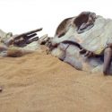 Ocho animales extintos que nunca más volveremos a ver (y uno que volvió de la muerte)