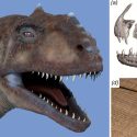 Científicos descubren un dinosaurio que renovaba sus dientes cada dos meses
