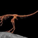 Identifican nueva especie de feroz dinosaurio parecido a un pollo