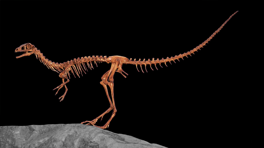 Identifican nueva especie de feroz dinosaurio parecido a un pollo