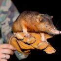 Descubren el secreto de uno de los pocos mamíferos venenosos del mundo