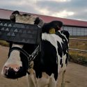 En Rusia las vacas llevan gafas de realidad virtual para que crean que están en el campo... y no es broma