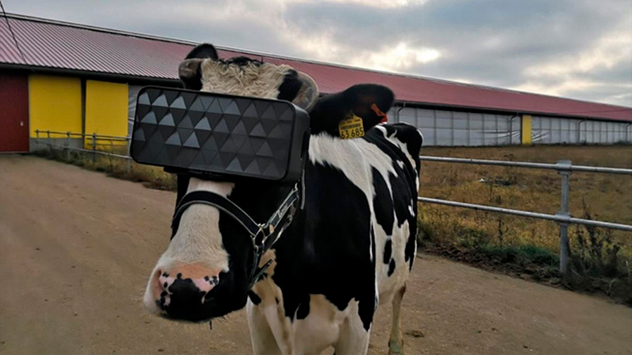 En Rusia las vacas llevan gafas de realidad virtual para que crean que están en el campo... y no es broma