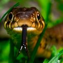 Mexicanos potencian efecto de antiveneno contra mordedura de serpiente