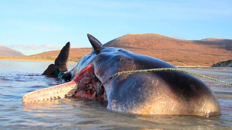 Impactantes imágenes de un cachalote hallado muerto con 100 kilos de basura en el estómago