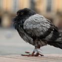 Verdad espantosa: mechones de cabello son la causa de amputaciones en las patas de palomas