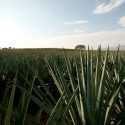Científicos mexicanos crean gelatina de agave para combatir la colitis