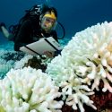 Científicos lograron "resucitar" arrecifes de coral moribundos usando altavoces