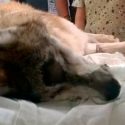 Fallece hembra de Lobo Mexicano pero parece que aún hay esperanza