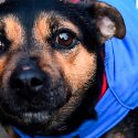 Los perros categorizan las palabras, aunque las digan desconocidos