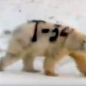 Misterioso mensaje pintado sobre un oso polar en Rusia alarma a los científicos