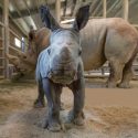Nace un rinoceronte blanco en cautiverio en Bélgica