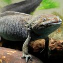 25 animales en peligro de extinción en México