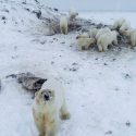 Una manada de más de 50 osos polares flacos y hambrientos puso en alerta a una aldea de Rusia