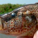 Descubren pruebas de peces que se aparearon con especies distintas a la propia