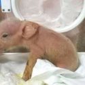¿Una nueva especie? Científicos crean la primera quimera mono-cerdo del mundo